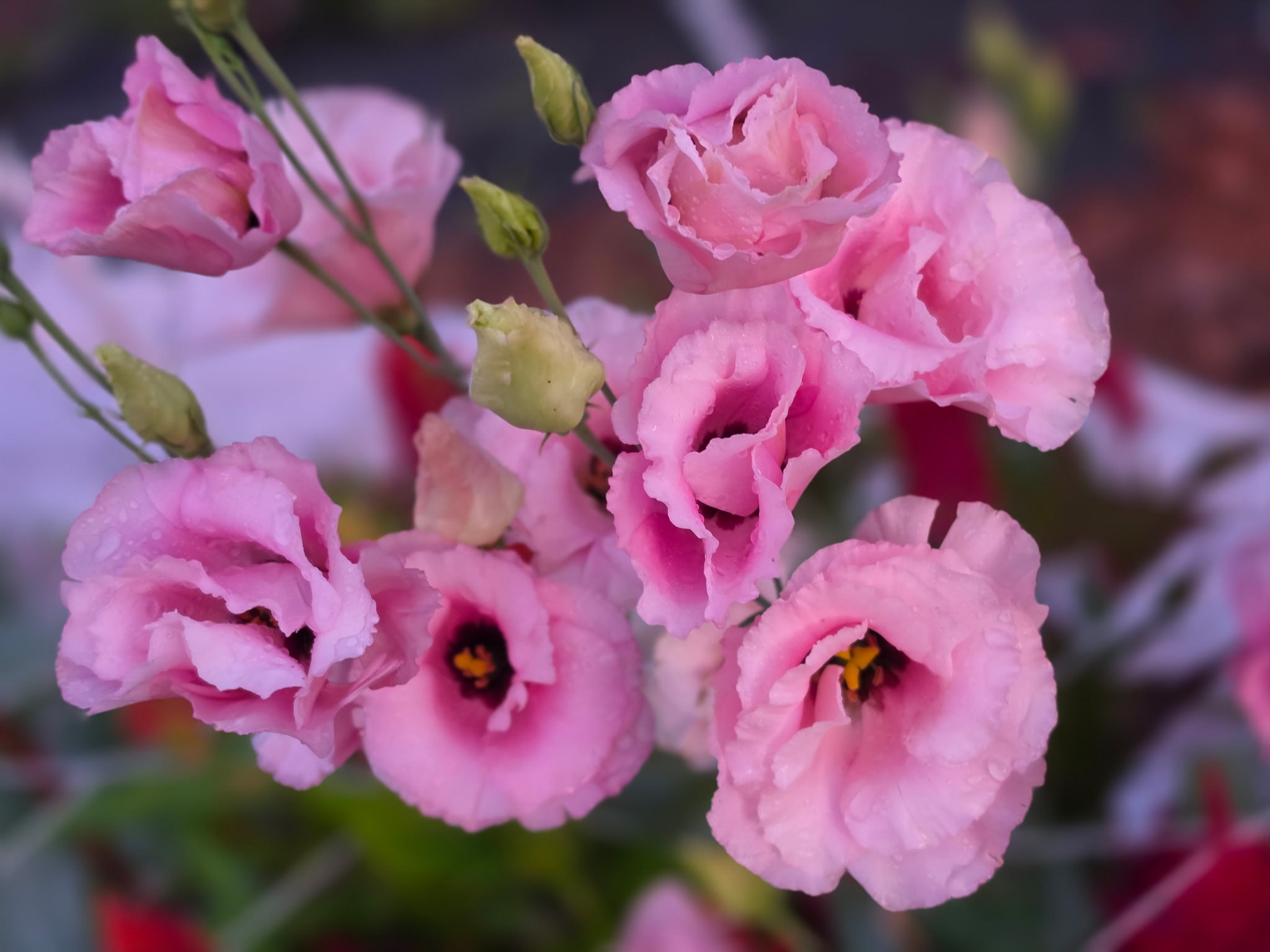 Wiyas Farms flower fields