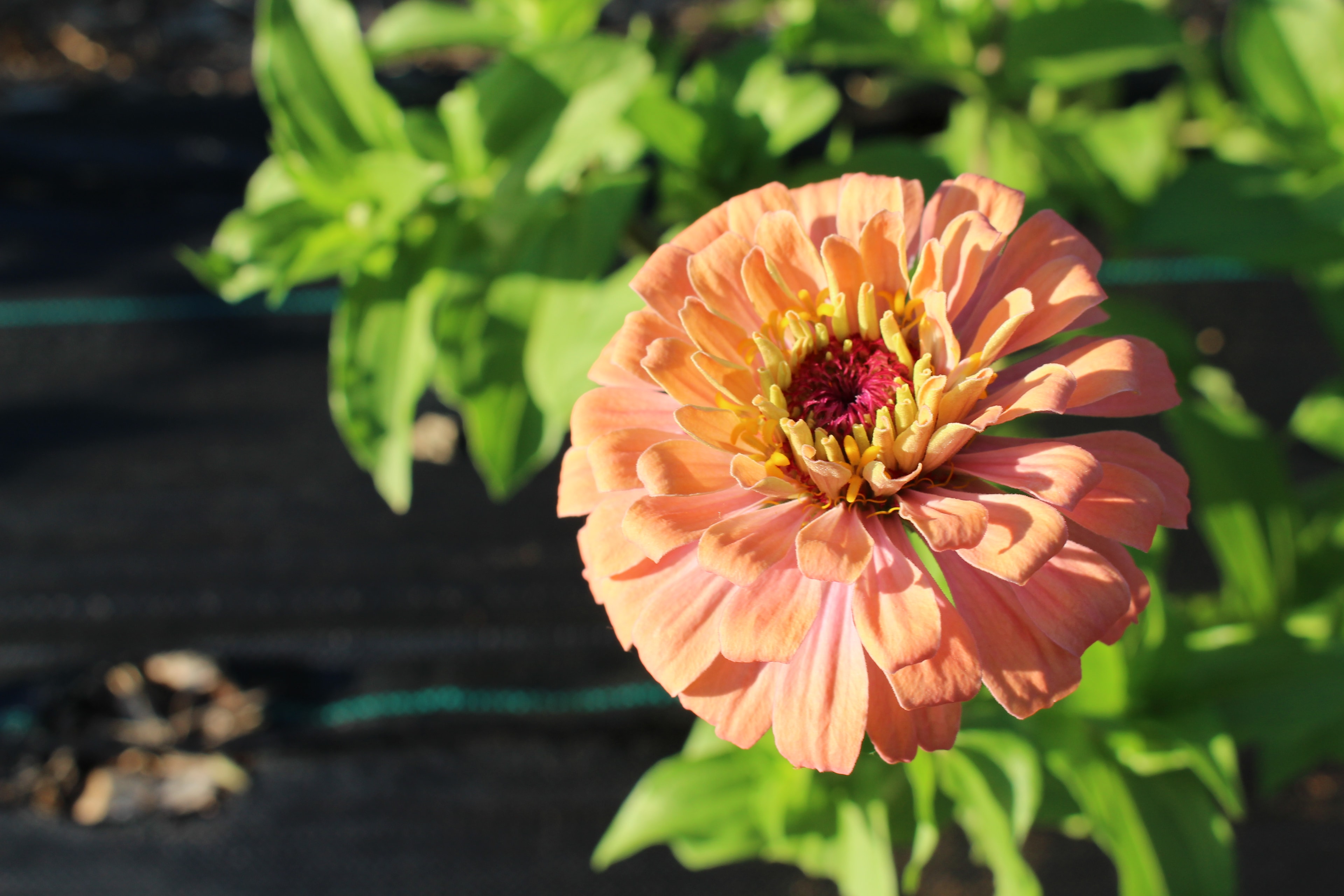 Fresh cut flowers from Wiyas Farms